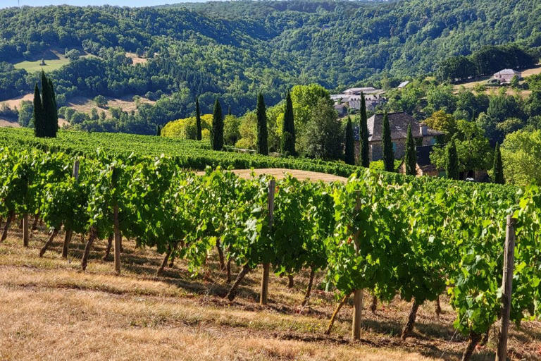 Visiting the French Riviera & looking to immerse yourself in the rich world of French viticulture? Here are the 13 excellent Provence wine tours!