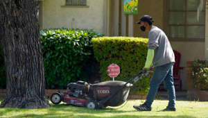 To mow or not to mow? Why there's a culture war happening on your lawn