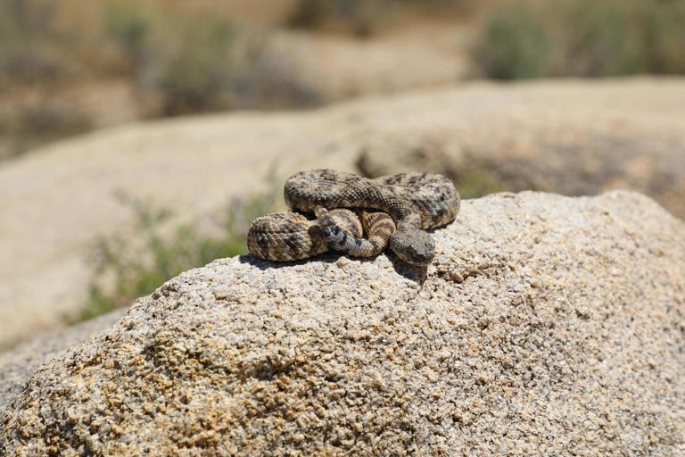 Here's the most venomous snake in California. And what to do if you are ...