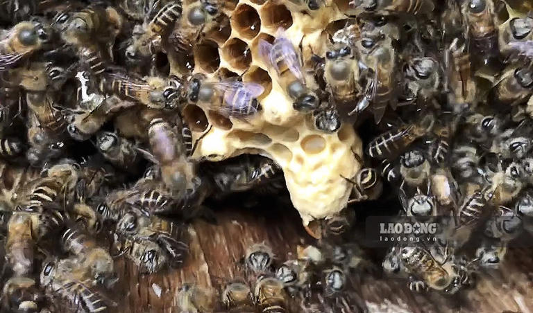Đàn ong rừng đã được người dân thuần dưỡng để lấy mật ong chủ động.