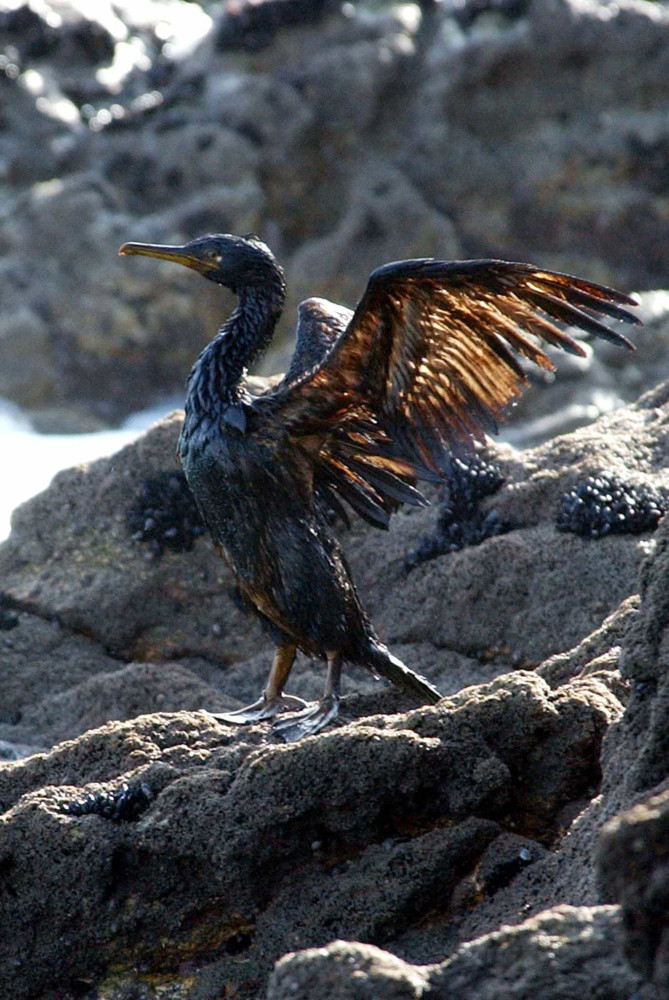 The world's worst oil spills