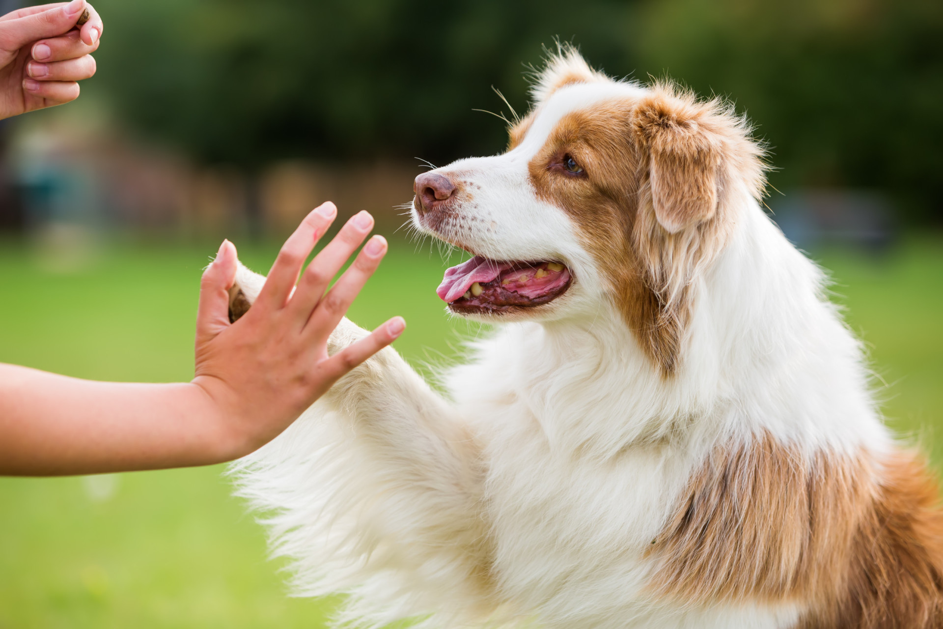 Trucchetti facili e divertenti da insegnare al tuo cane