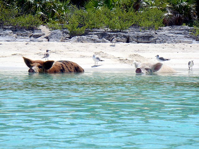 <p>Better known as "Pig Beach," Big Major Cay is a beach in the Bahamas that's become popular for the colony of feral pigs that call it home. These wild animals are friendly, and will allow <a href="https://www.outdoorrevival.com/adventure/top-10-places-world-go-snorkeling.html" rel="noopener">snorklers</a> and other tourists to swim alongside them.</p> <p>While it's exciting to swim alongside these creatures, the area's tourism has started to have a negative impact on the population. The pigs are beginning to die off due to visitors feeding them things they're not meant to ingest - including alcohol. This is only compounded by the region's increasing temperatures, which have resulted in watering holes drying up, leaving the pigs with no way to keep themselves adequately hydrated.</p>