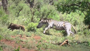 Se zebrans vilda jakt på två vårtsvin i Tanzania