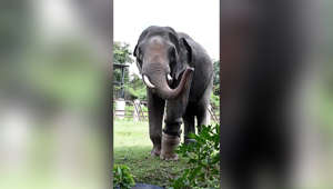 This 15-year-old Asian elephant is about to get fitted for a new prosthetic