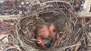 These newborn robins are enjoying the June sunshine