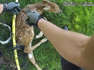 Westlake Police free fawn from soccer net