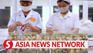 A 26-hectare private garden in Vietnam's Ninh Binh province is growing Camellia Camellia, a wildflower variety used as herbal tea that is packed with health benefits.WATCH MORE: https://thestartv.com/c/newsSUBSCRIBE: https://cutt.ly/TheStarLIKE: https://fb.com/TheStarOnline
