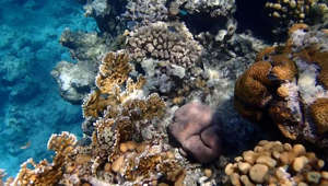 Something is missing in this coral reef and it’s threatening an entire ecosystem