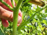 Für eine pralle Ernte: Darum sollten Sie ihre Tomatenpflanzen ausgeizen