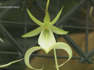 Rare Florida Ghost Orchid flowers in UK first