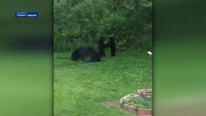 Mama bear, 3 cubs seen frolicking in Mass. backyard