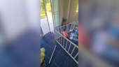 Strong baby pushes and yanks apart her playpen to escape