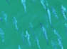 Large School of Migrating Bluefish Shimmer in Sea off Long Island
