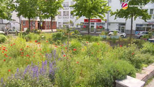 Stadtgartenprojekt in Bremen feiert 10-jähriges Jubiläum
