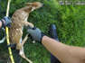 Police Rescue Baby Deer Tangled In Soccer Net