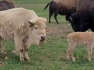 Rare white bison calf born at state park in Wyoming