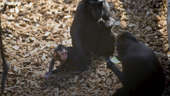Critically endangered macaque monkey born at Chester Zoo