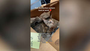 Girl Finds Kitten In Cardboard Box At Starbucks