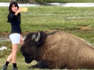 Gigantic Bison Lunges at Tourist Who Tried to Pet It