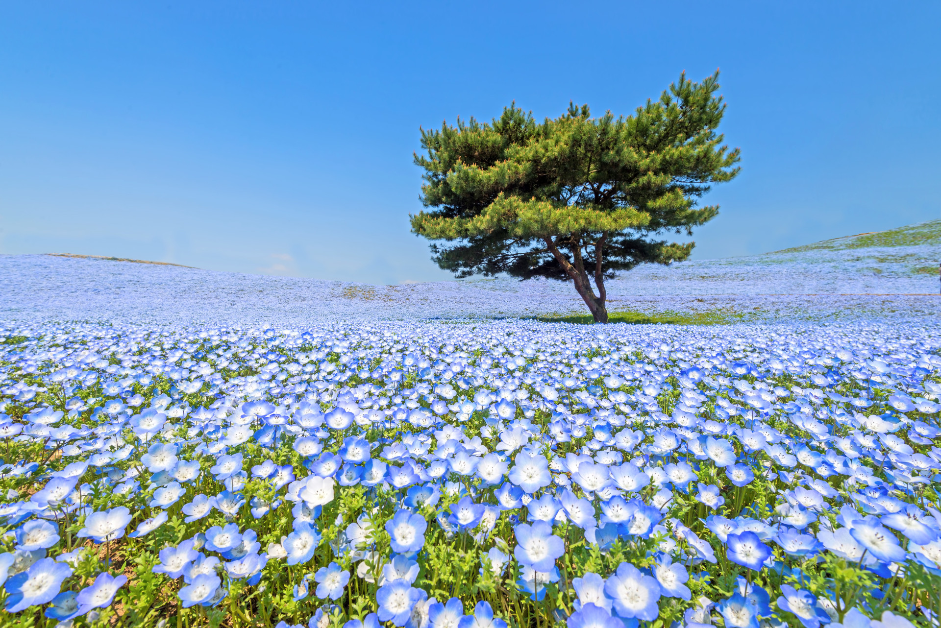 Discover the best destinations for flower lovers