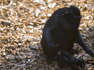 UK zoo celebrates birth of rare macaque monkey