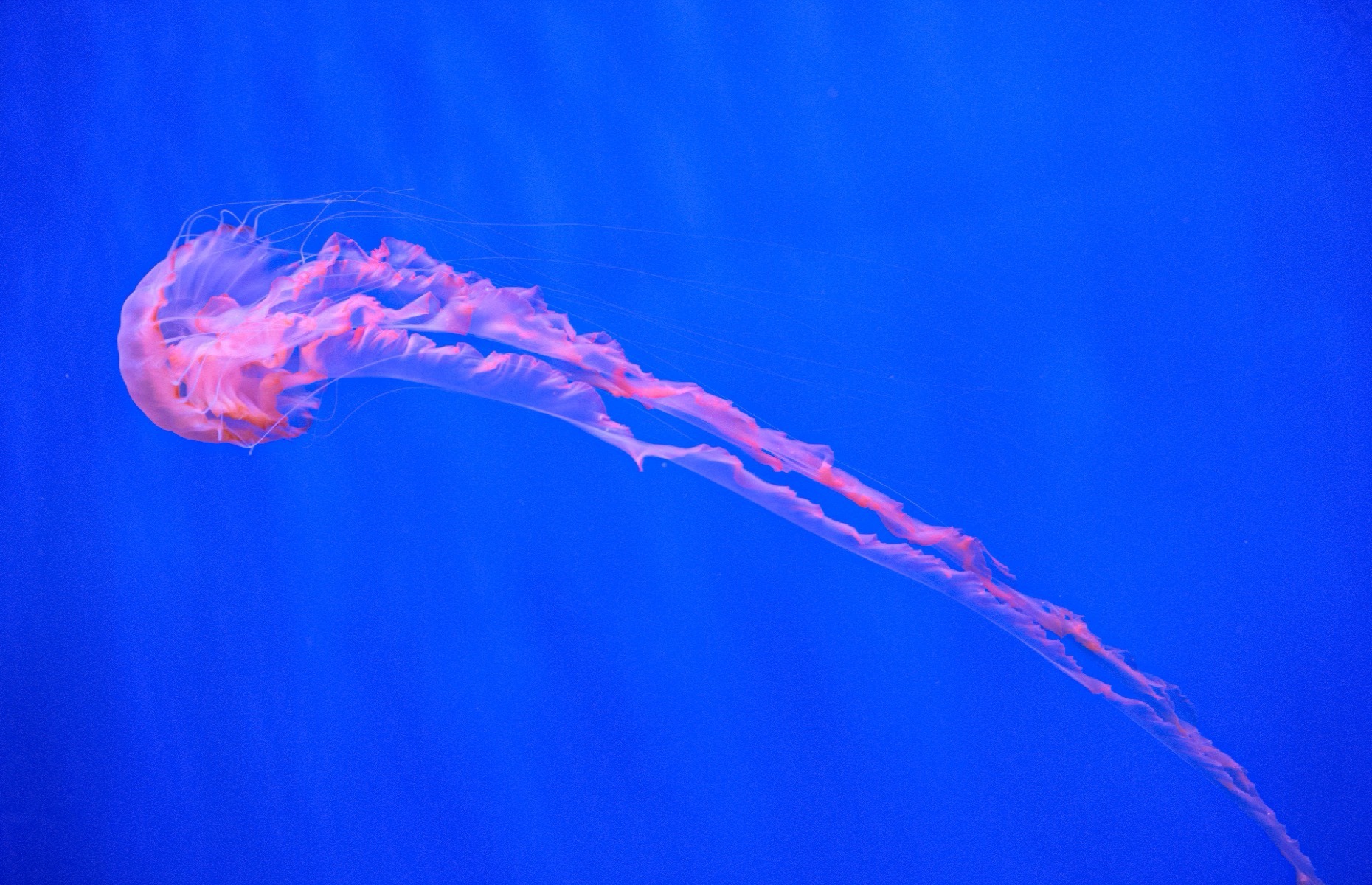 Otherworldly photos of the deep sea
