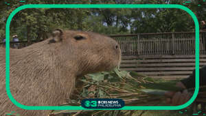 SummerFest 2023: Cape May County Zoo's capybara craze