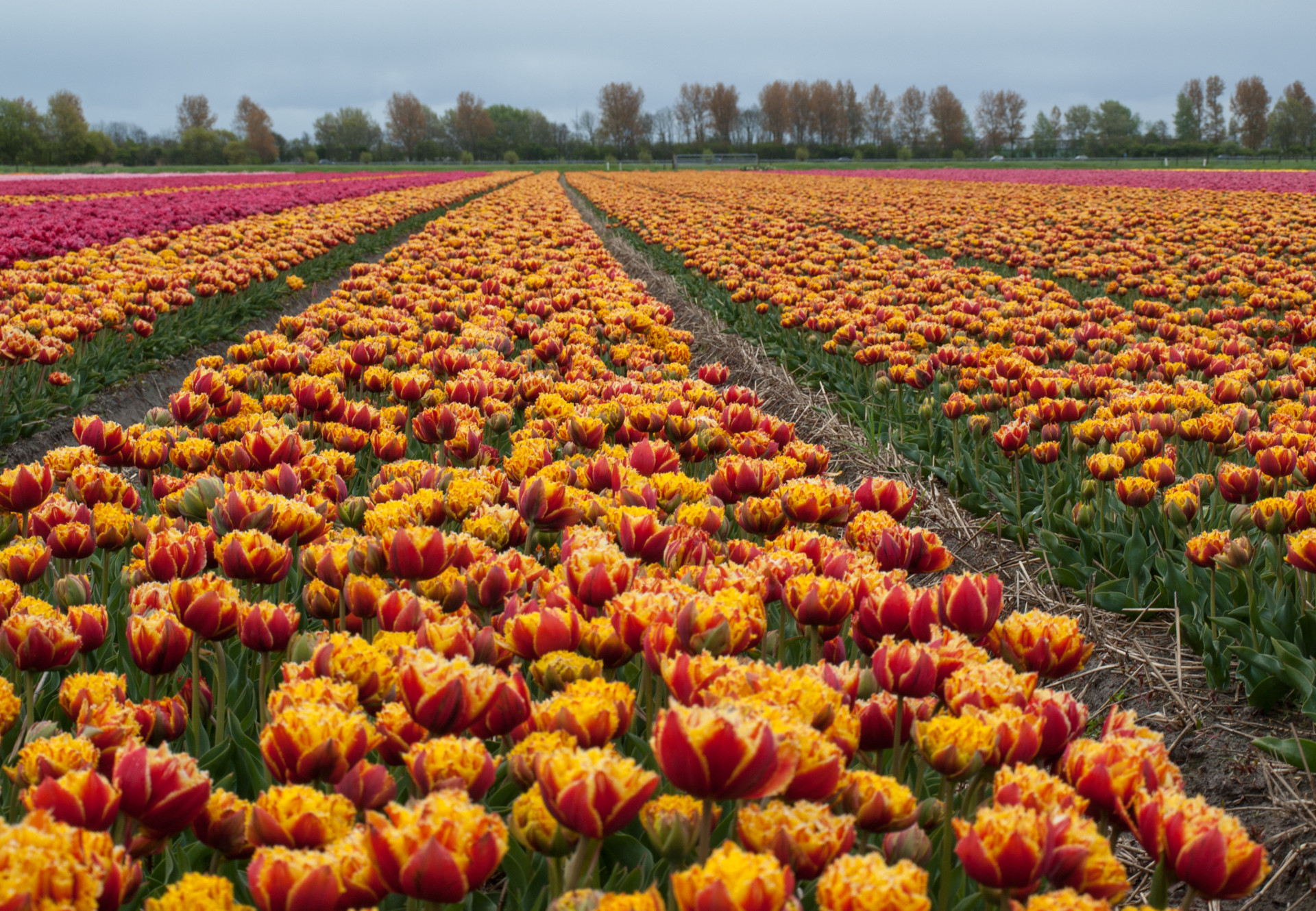 Discover the best destinations for flower lovers