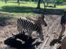 Traveler Shares Close-Up Experience With Zebras On Safari