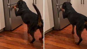 Hungry Rottweiler's clever message: Scratching the fridge for food!