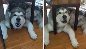 Stubborn Alaskan Malamute gets himself stuck under bench