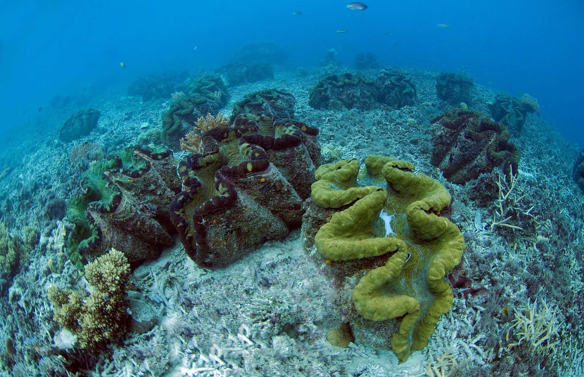 Otherworldly photos of the deep sea