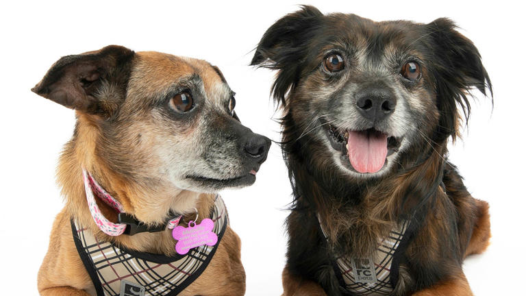 Etsy and Dwight are bonded and looking for their forever home after being spotted together on the side of the road. Muttville Senior Dog Rescue