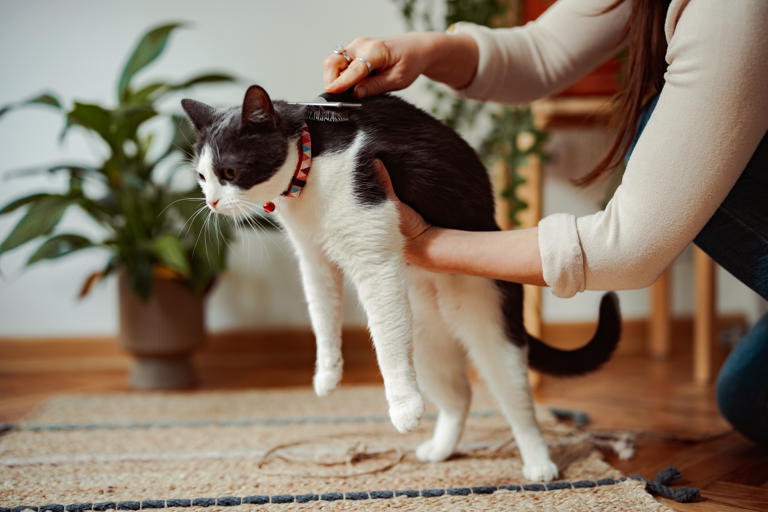 Top Strategies For Removing Cat Dander & Clearing The Air