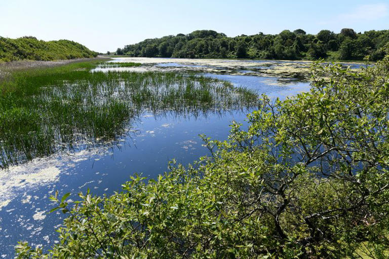 The breathtaking walk through lilyponds to one of Wales’ best beaches