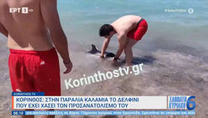 Κόρινθος: Στην παραλία Καλάμια το δελφίνι που έχει χάσει τον προσανατολισμό του