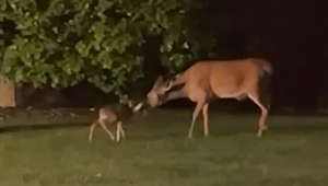 Baby deer rescued from storm drain reunited with mum