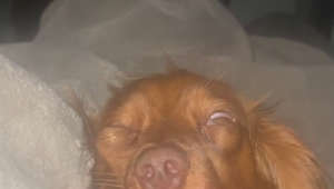 Dog Sleeps With One Eye Open