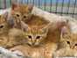 The four kittens in the "G Litter" are nearly identical. Best Friends Animal Society