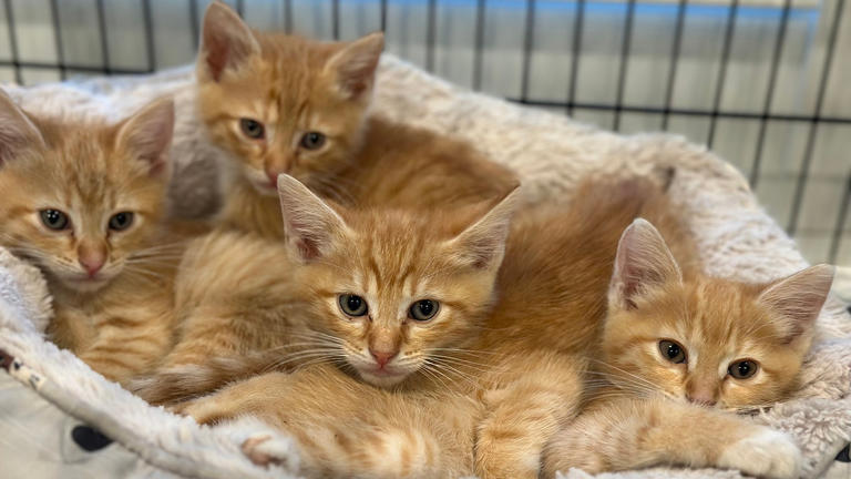 Four Texas kittens nicknamed the ‘G Litter’ are ready for loving homes