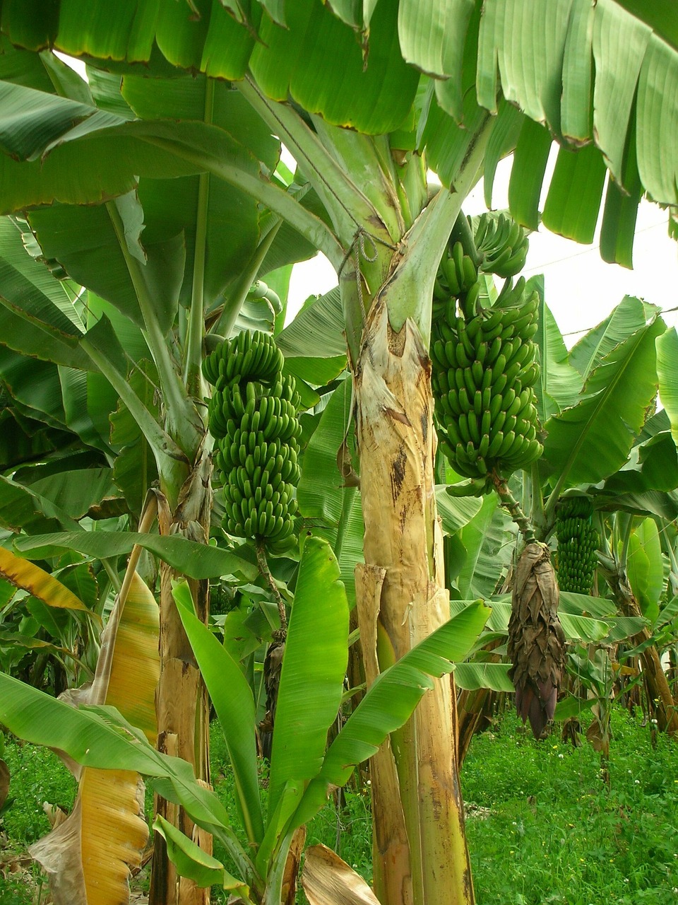 香蕉是巨型草本植物（圖片來源／pixabay）