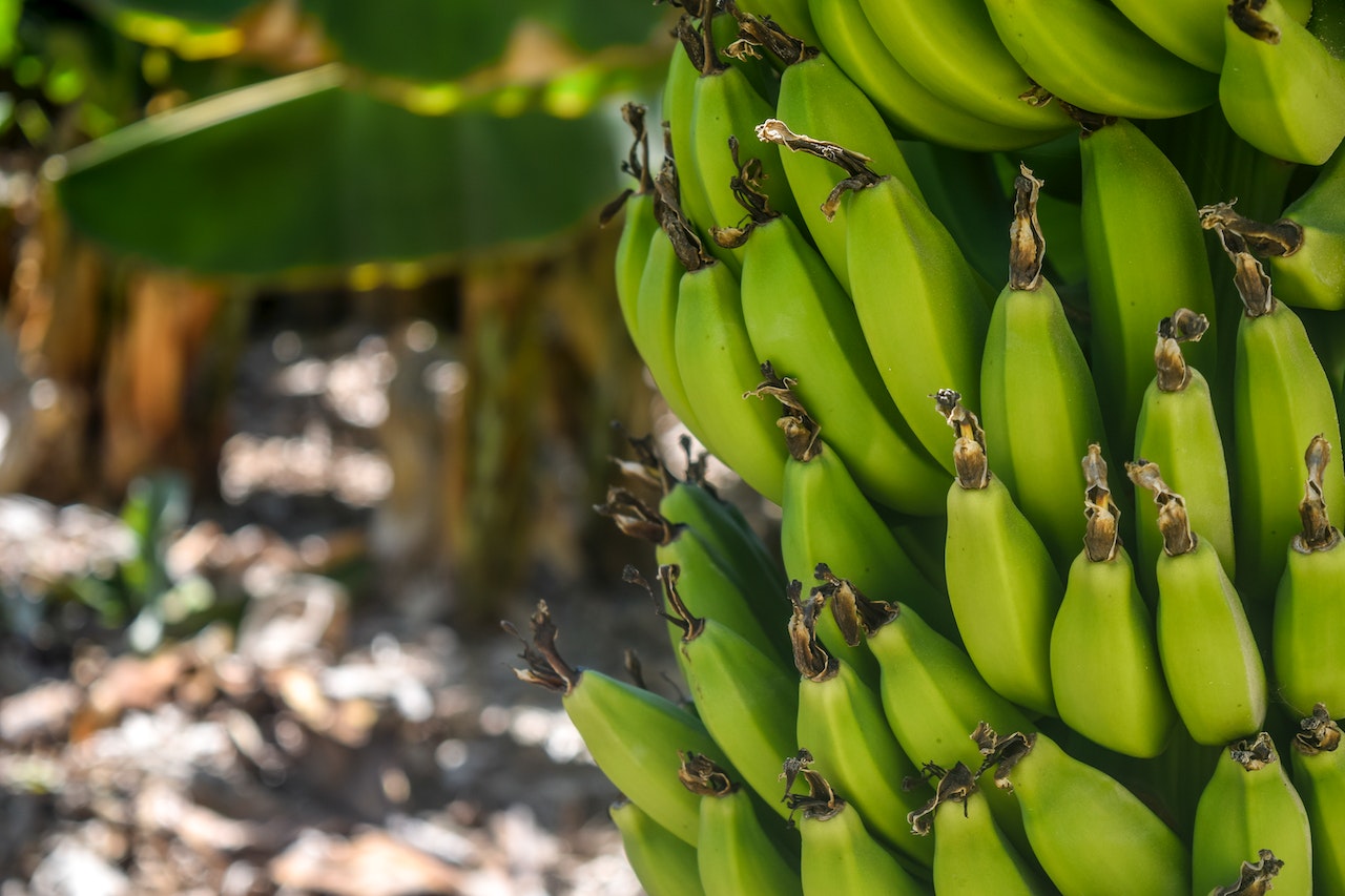 香蕉是國內存在感最高的水果，超市、水果攤都會看到（攝影／Arminas Raudys；圖片來源／pexels）