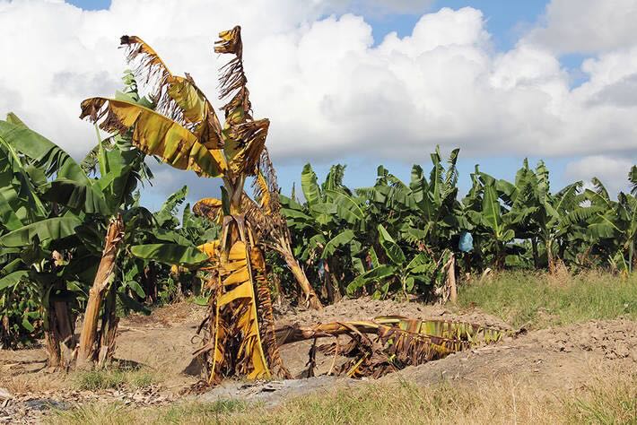香蕉黃葉病是香蕉的癌症，也是香蕉產業最大危害（照片來源／FAO）