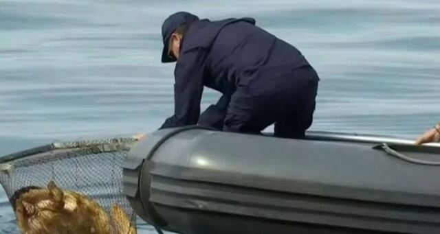 θεσσαλονίκη: επιτυχώς διασώθηκε θαλάσσια χελώνα στα νερά του θερμαϊκού - βίντεο