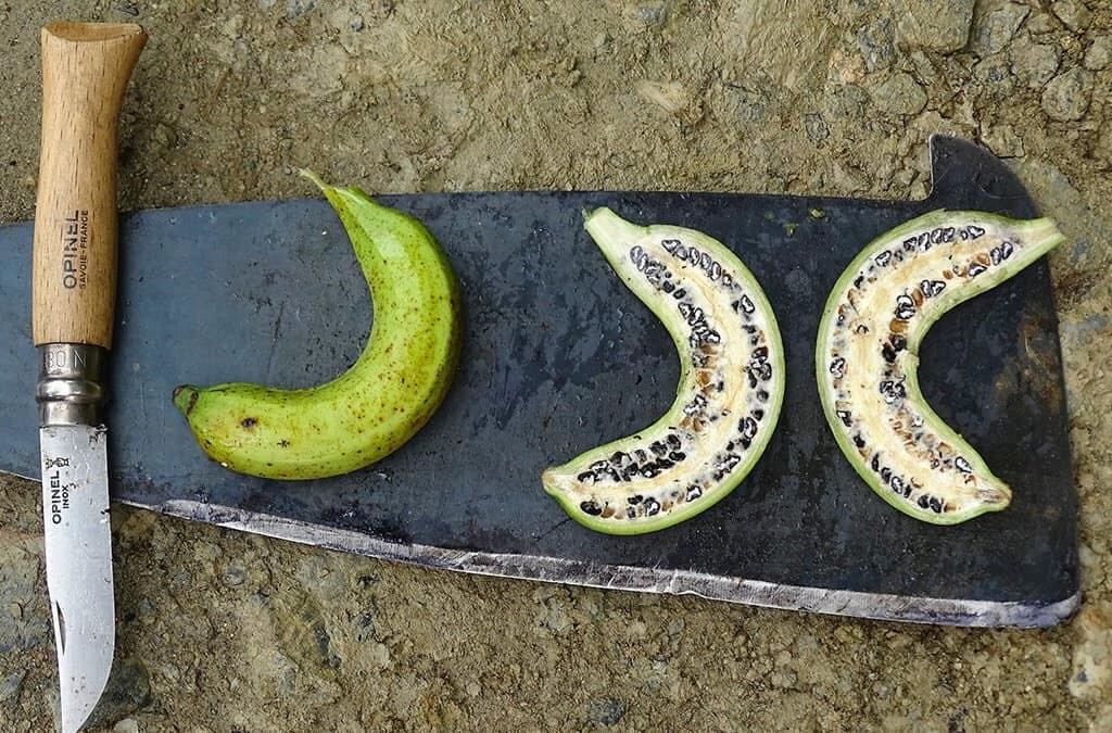 二倍體香蕉可以看到明顯的香蕉種子（照片來源／Science20221014）
