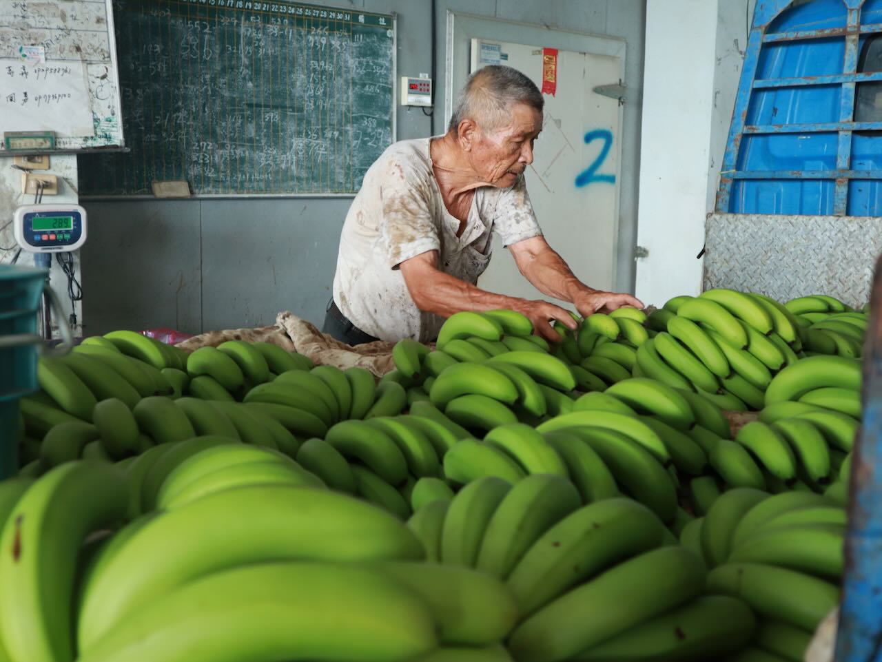香蕉是國內最難預測產銷狀況的作物，產量會因為二代苗、天候溫度等因素受到影響（攝影／」林怡均）