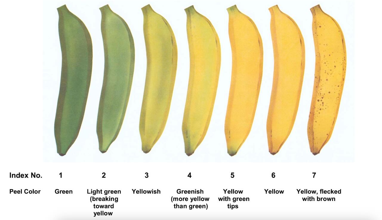 香蕉的成熟度可分為七個時期，最後一期會出現斑點，也是香蕉最甜的時候（圖片來源／USDA 網站）