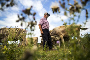 Fred Stone, owner of Stoneridge Farm, stands near cattle with high per- and polyfluoroalkyl substances, or PFAS, levels at the his farm in Arundel, Maine, U.S., on Thursday, Aug. 15, 2019. State and federal regulators and researchers have only recently begun to study PFAS presence in agriculture. The Stoneridge Farm is one of only three in the country known to have been shut down by the presence of PFAS. Photographer: Adam Glanzman/Bloomberg