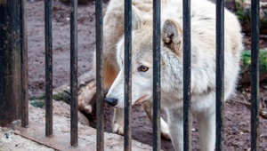 Güttersbach: Wolf streunt gefährlich nah im Wohngebiet